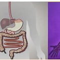 How Do the Digestive and Circulatory Systems Work Together?